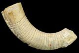 Ordovician Oncoceratid (Richardsonoceras) Fossil - Wisconsin #162952-1
